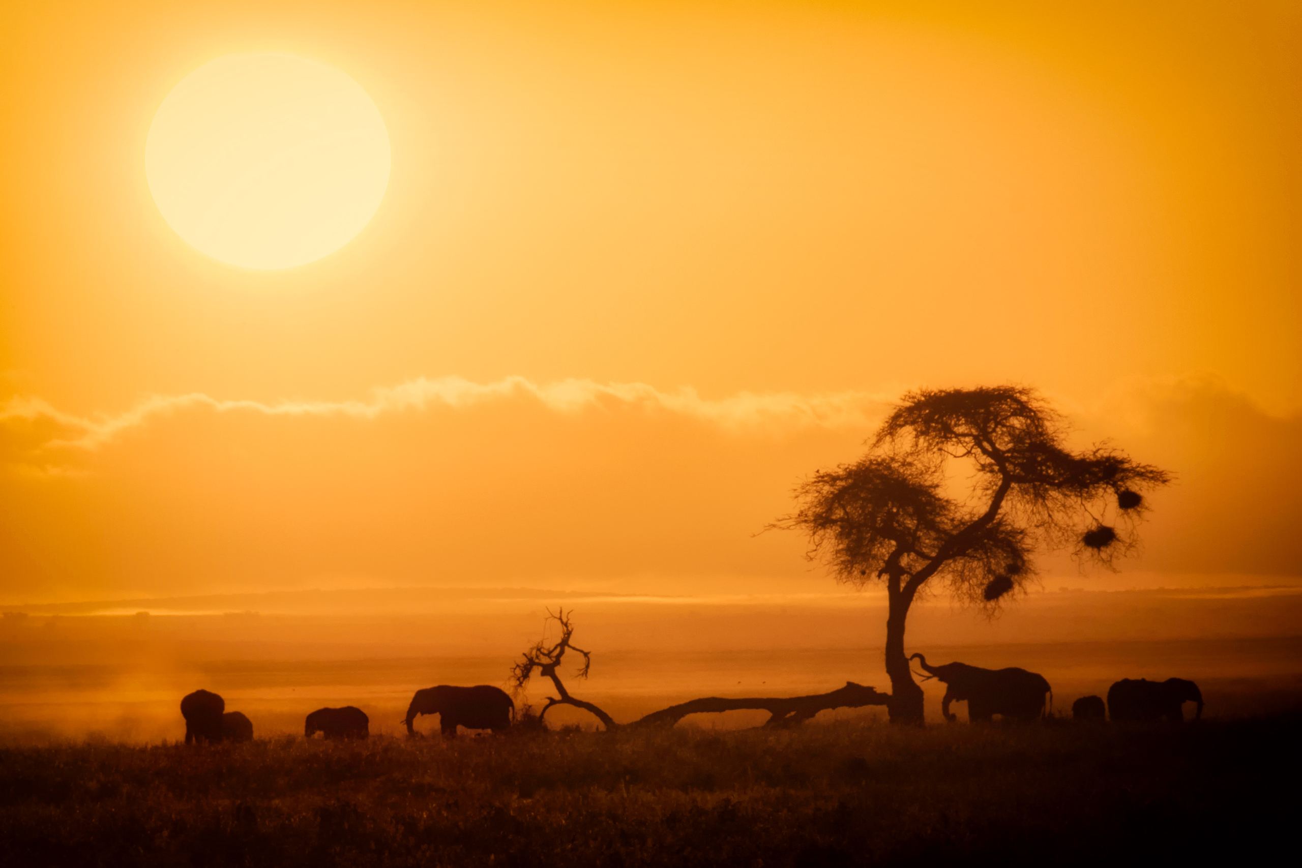 An adult elephant and a calf grazing the green plains of Amboseli
