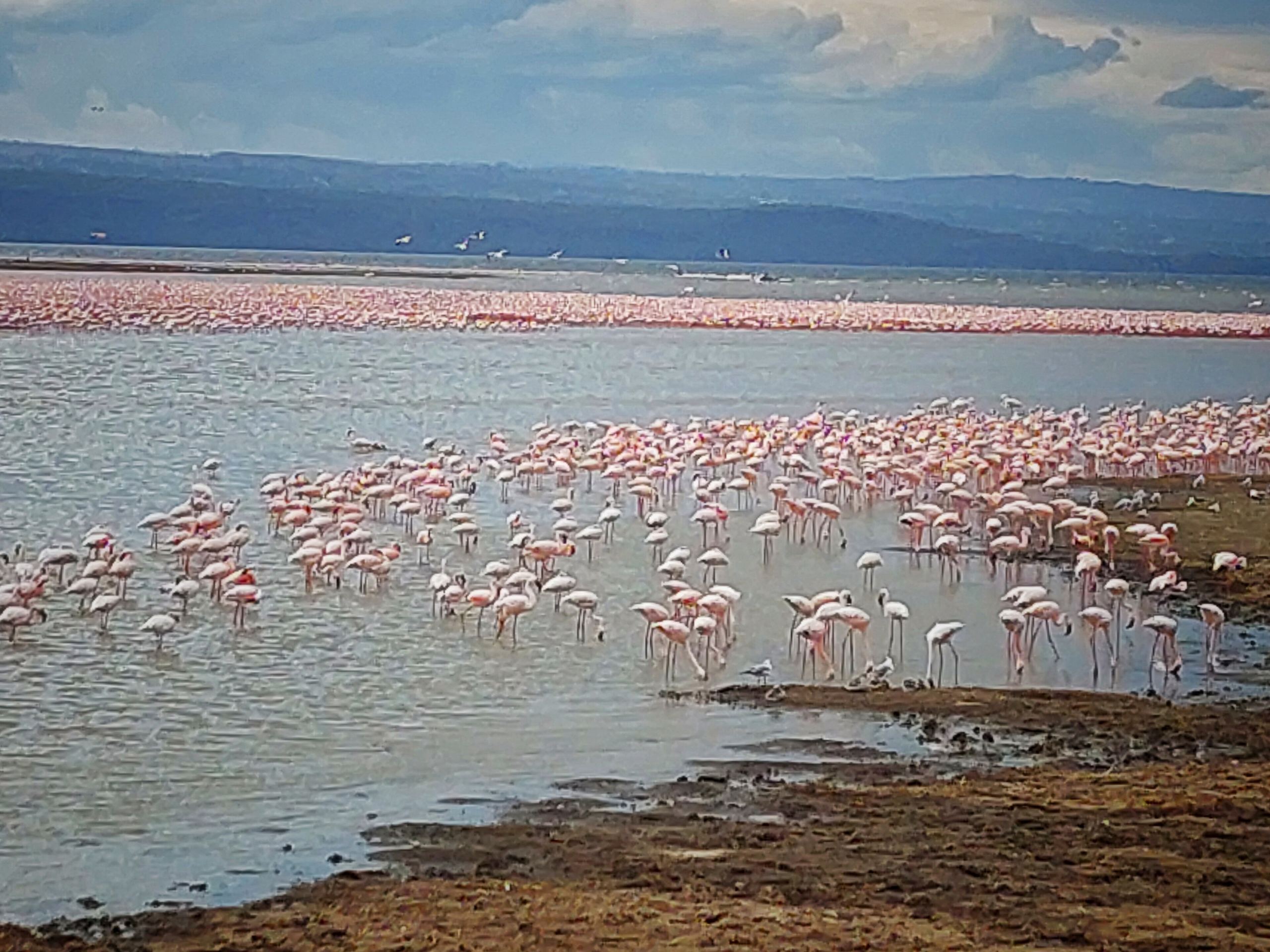 Flamingos massed along the shore of Lake Nakuru
