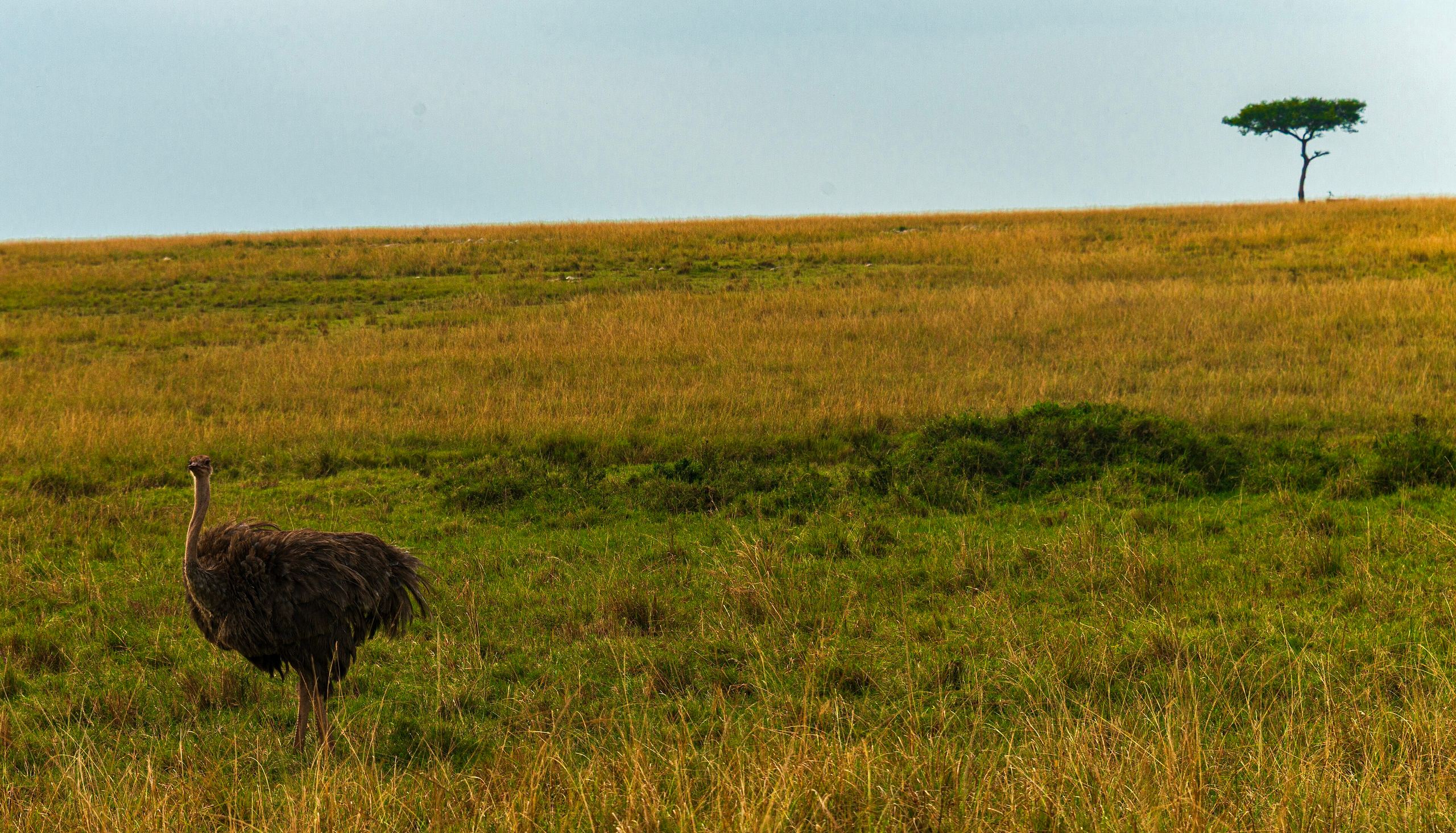 Open savanna in the Maasai Mara, a lone acacia on the horizon