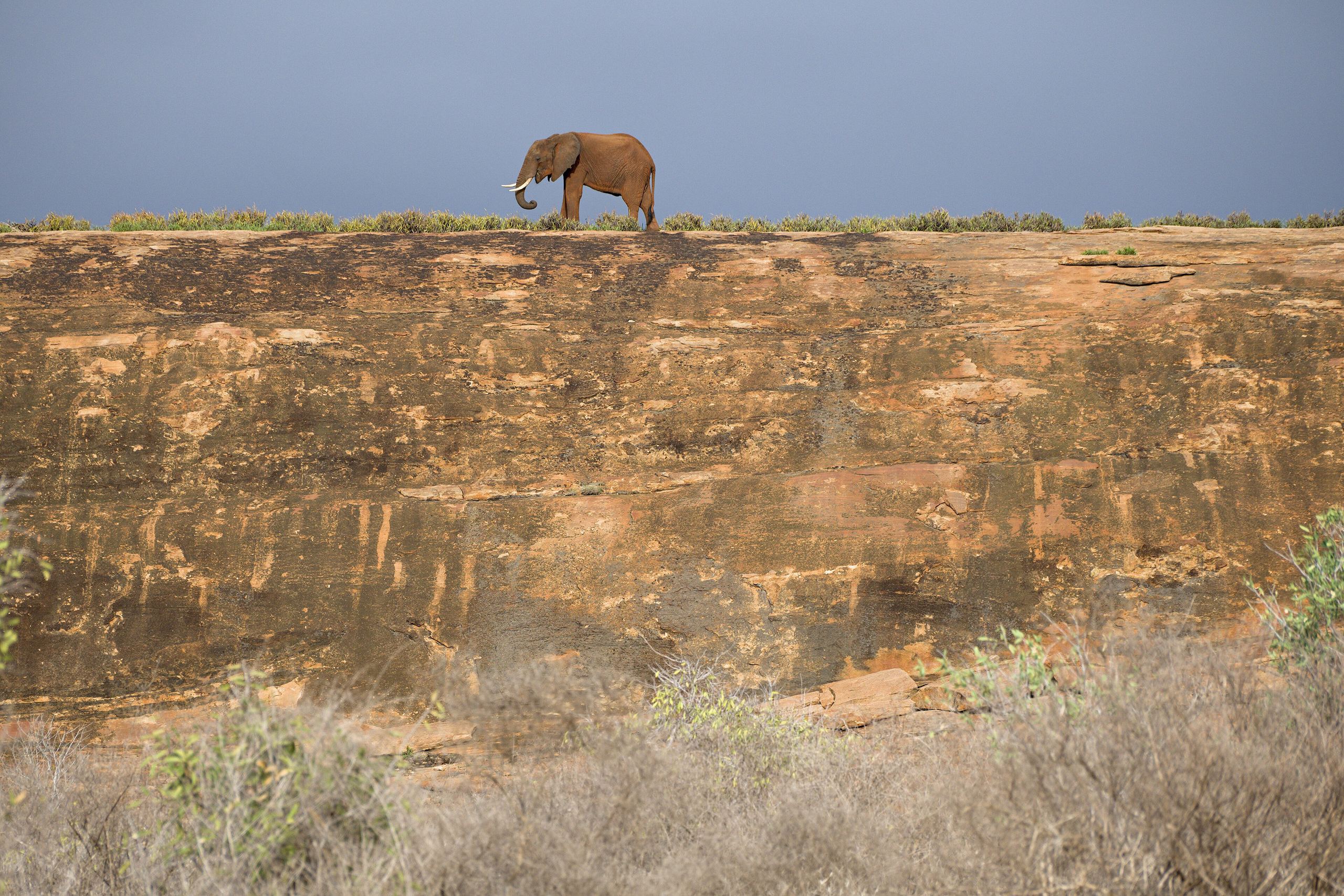 A red-dusted elephant in the dry country of Tsavo